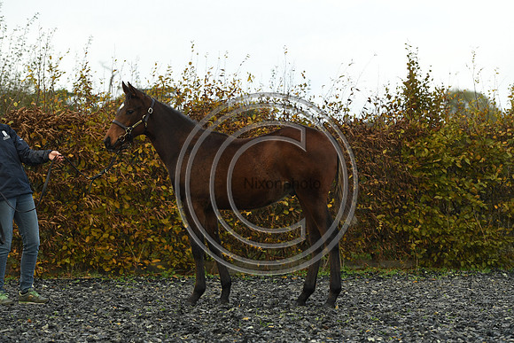 Foal4_Selwood_PN22_55670
