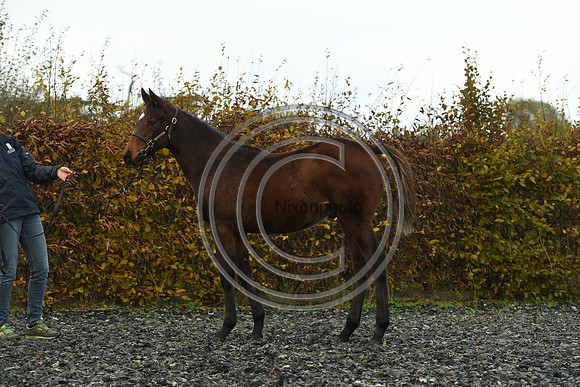 Foal4_Selwood_PN22_55678