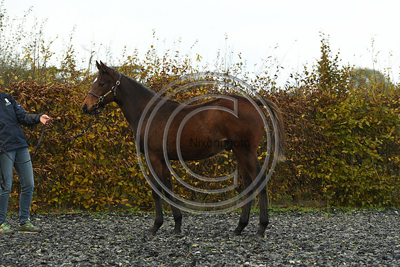 Foal4_Selwood_PN22_55680