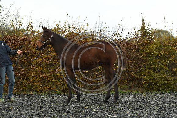 Foal4_Selwood_PN22_55679