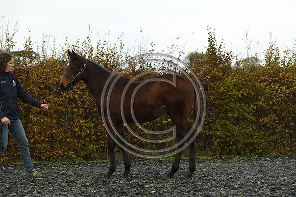 Foal4_Selwood_PN22_55681