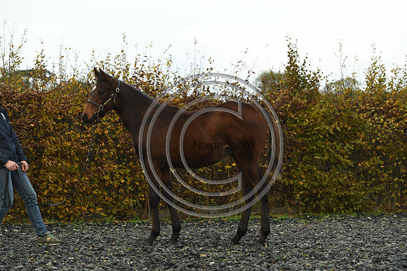 Foal4_Selwood_PN22_55682