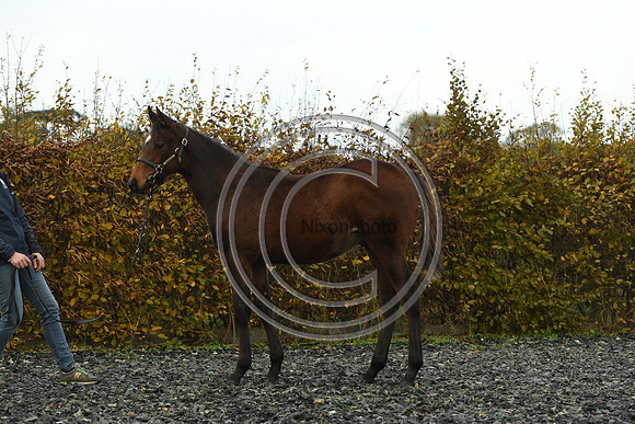 Foal4_Selwood_PN22_55683
