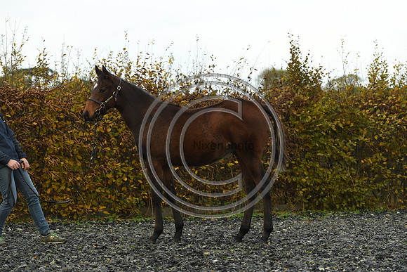 Foal4_Selwood_PN22_55685