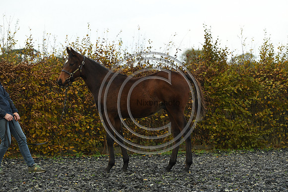 Foal4_Selwood_PN22_55686
