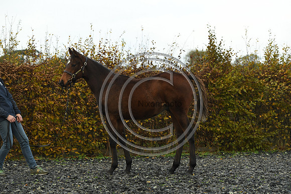 Foal4_Selwood_PN22_55687