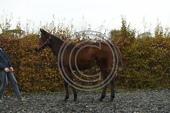 Foal4_Selwood_PN22_55688