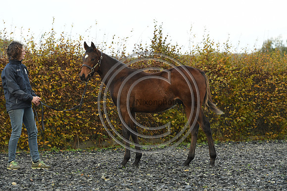Foal4_Selwood_PN22_55693