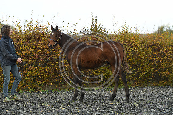 Foal4_Selwood_PN22_55695