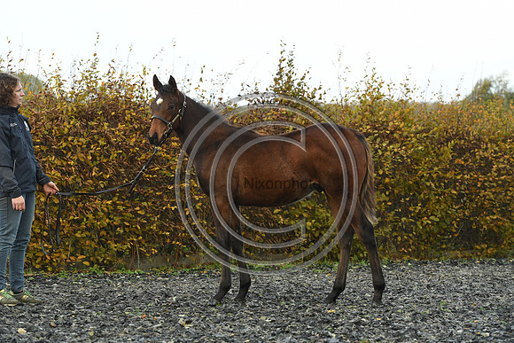 Foal4_Selwood_PN22_55702