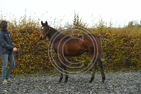 Foal4_Selwood_PN22_55696