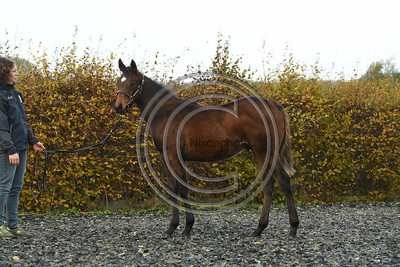 Foal4_Selwood_PN22_55703
