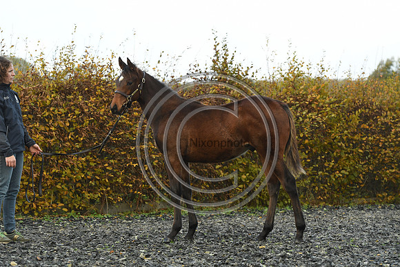 Foal4_Selwood_PN22_55707