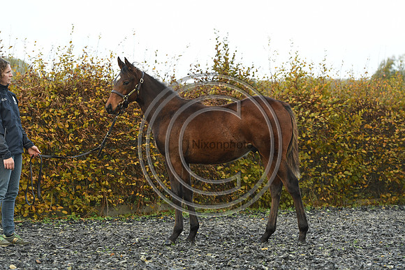 Foal4_Selwood_PN22_55710