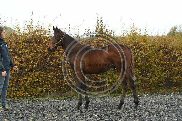 Foal4_Selwood_PN22_55711