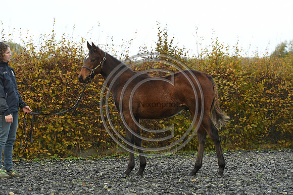 Foal4_Selwood_PN22_55712