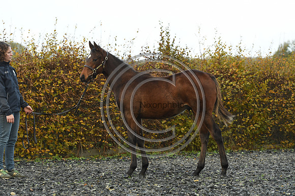 Foal4_Selwood_PN22_55713