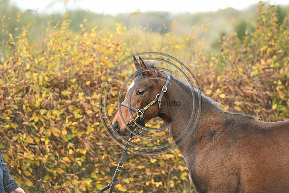 Foal4_Selwood_PN22_55718
