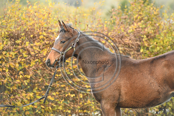 Foal4_Selwood_PN22_55717