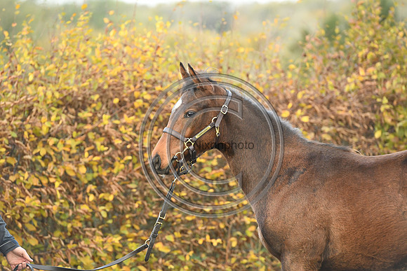 Foal4_Selwood_PN22_55719
