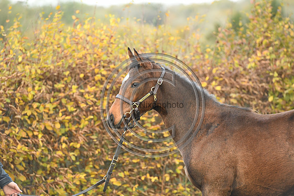 Foal4_Selwood_PN22_55720