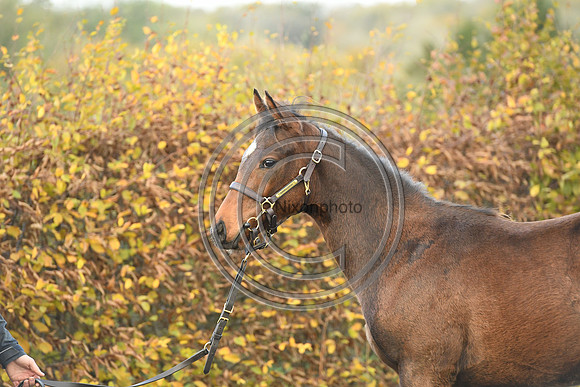 Foal4_Selwood_PN22_55721