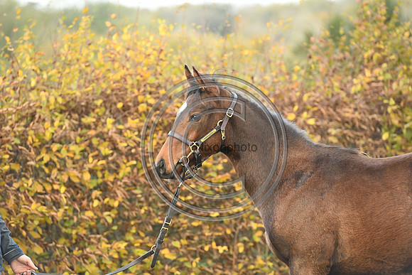 Foal4_Selwood_PN22_55722