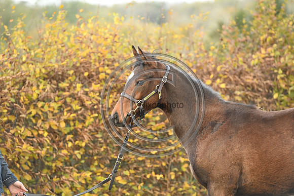 Foal4_Selwood_PN22_55723