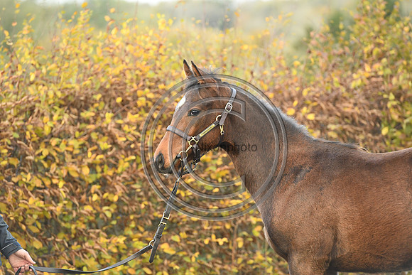 Foal4_Selwood_PN22_55725