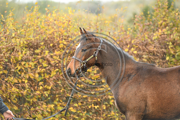 Foal4_Selwood_PN22_55726