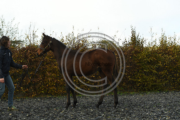 Foal4_Selwood_PN22_56127
