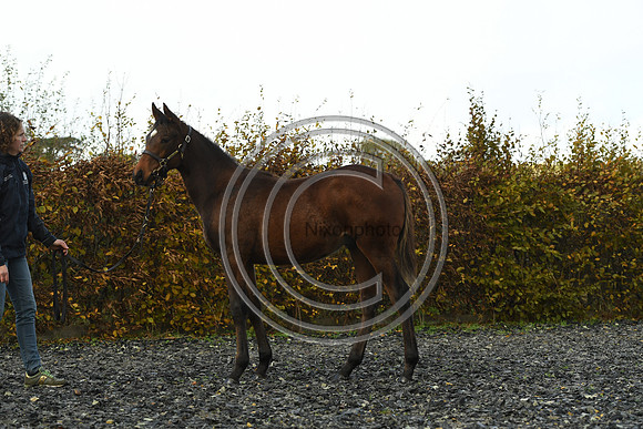 Foal4_Selwood_PN22_56128