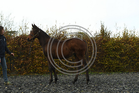 Foal4_Selwood_PN22_56130
