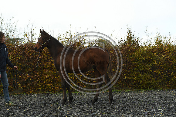 Foal4_Selwood_PN22_56129