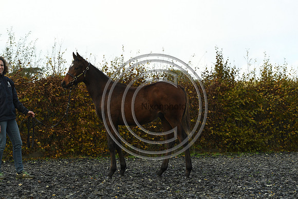 Foal4_Selwood_PN22_56132