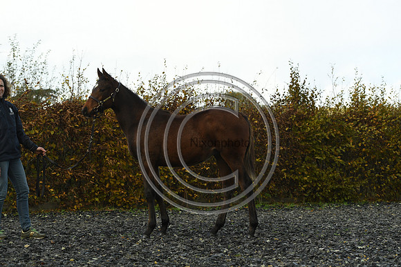Foal4_Selwood_PN22_56133