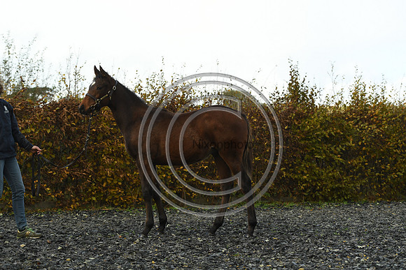 Foal4_Selwood_PN22_56134