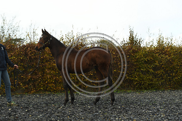 Foal4_Selwood_PN22_56135