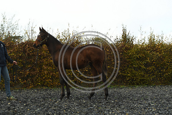 Foal4_Selwood_PN22_56136