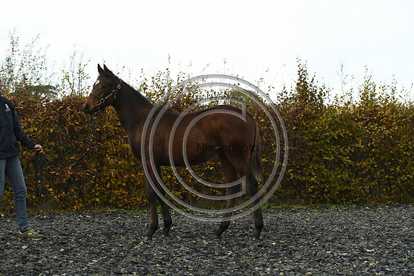 Foal4_Selwood_PN22_56137