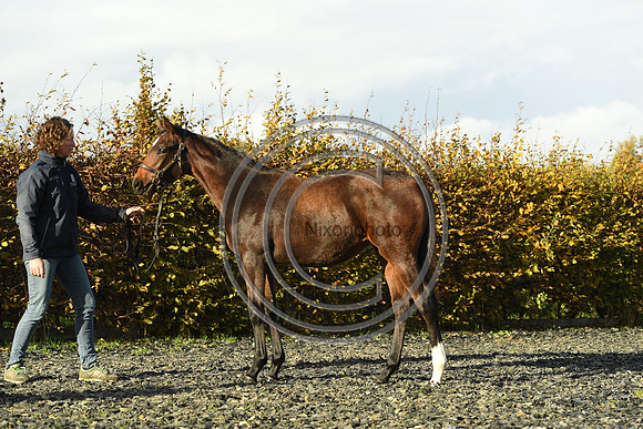 Foal5_Selwood_PN22_55771