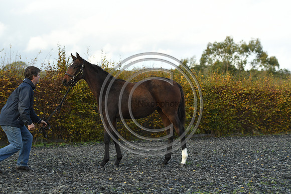 Foal5_Selwood_PN22_55781