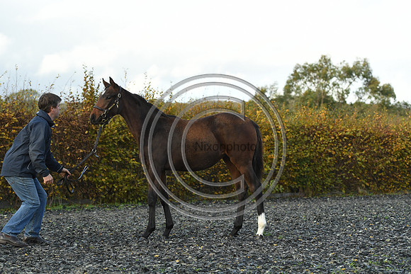Foal5_Selwood_PN22_55780
