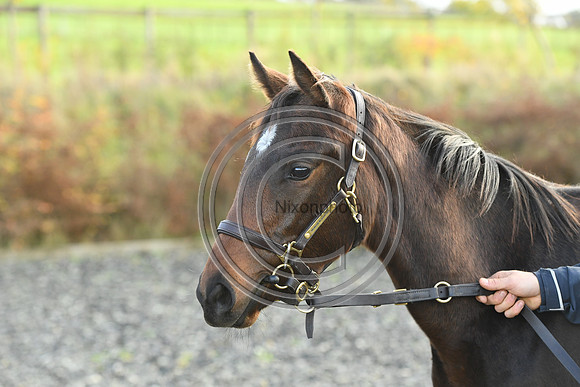 Foal5_Selwood_PN22_55809