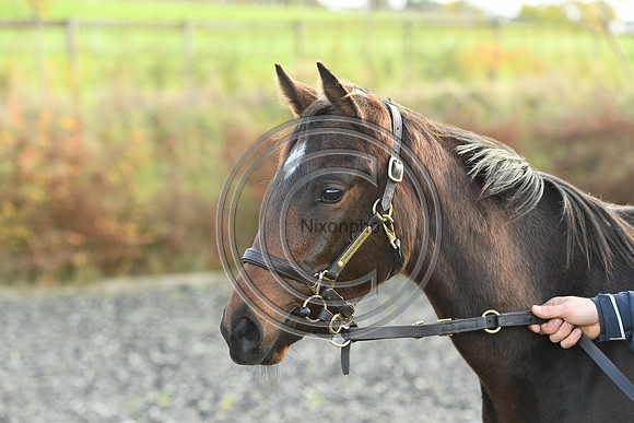 Foal5_Selwood_PN22_55810