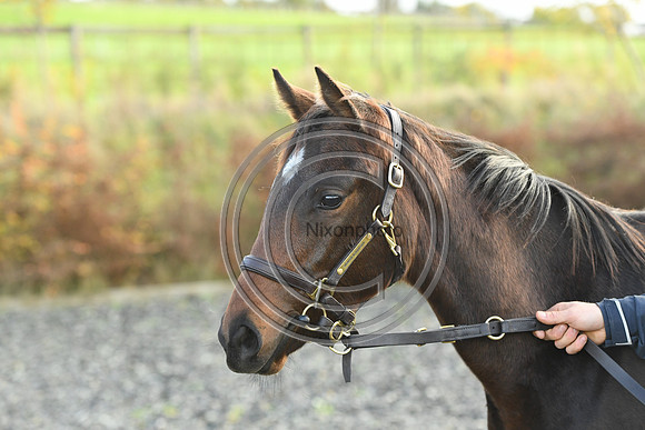 Foal5_Selwood_PN22_55811