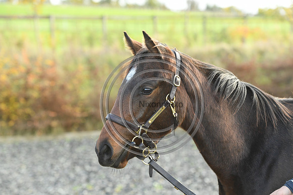 Foal5_Selwood_PN22_55813