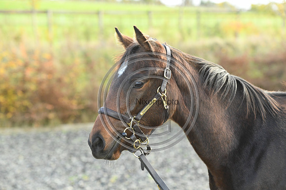 Foal5_Selwood_PN22_55814
