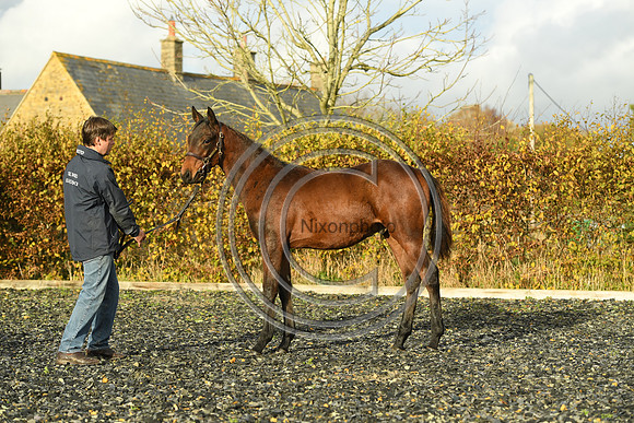 Foal6_Selwood_PN22_55822