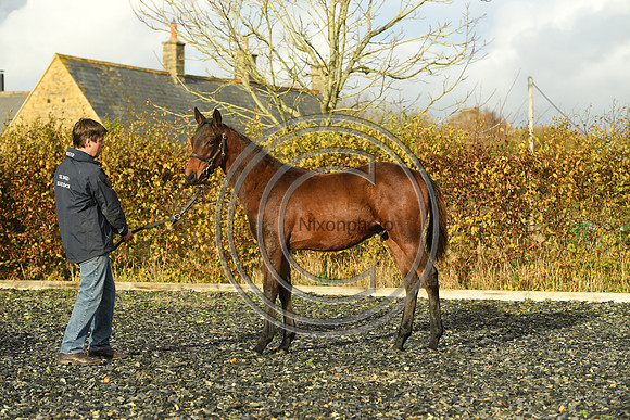 Foal6_Selwood_PN22_55823